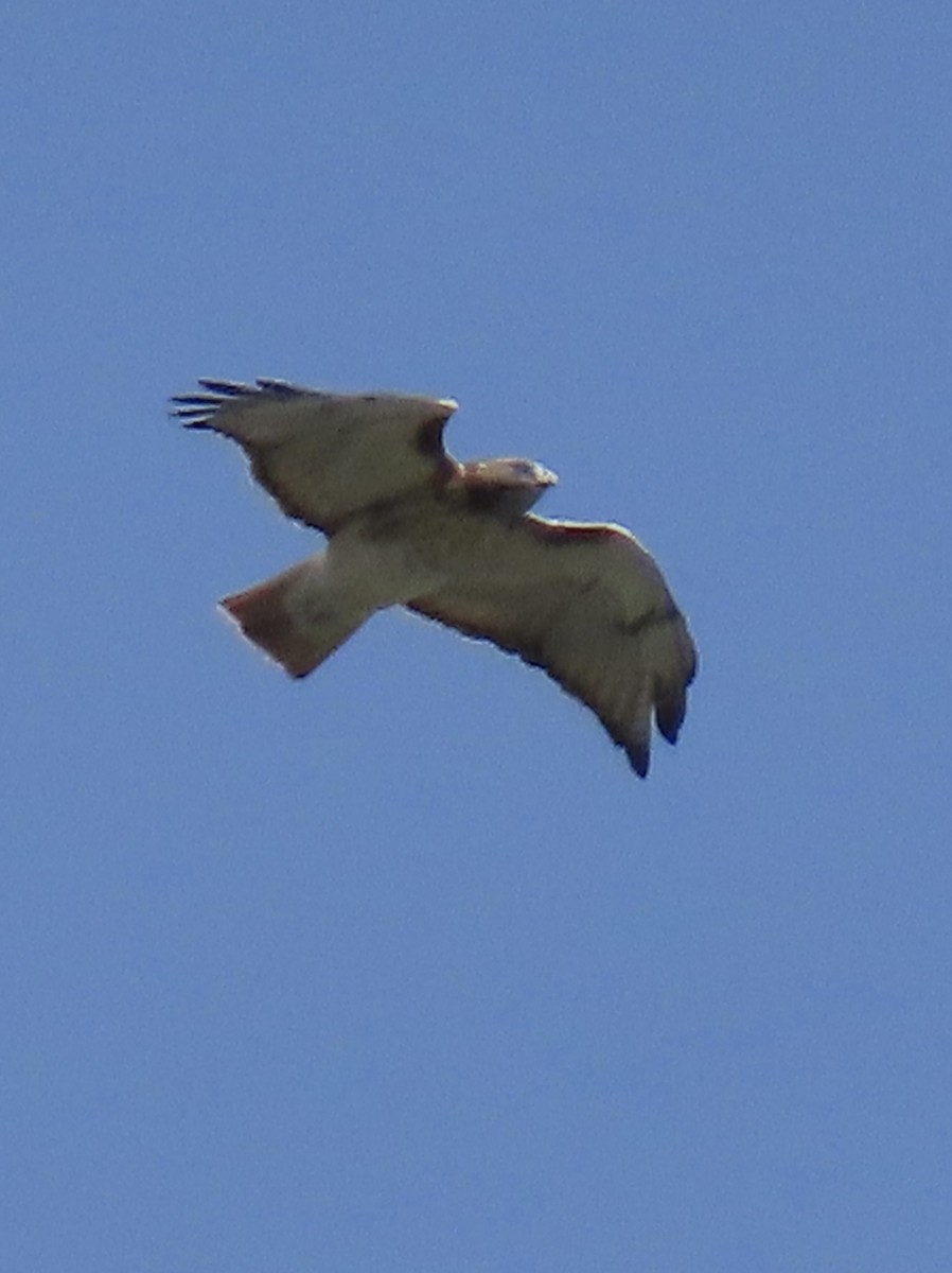 Red-tailed Hawk - ML609729577
