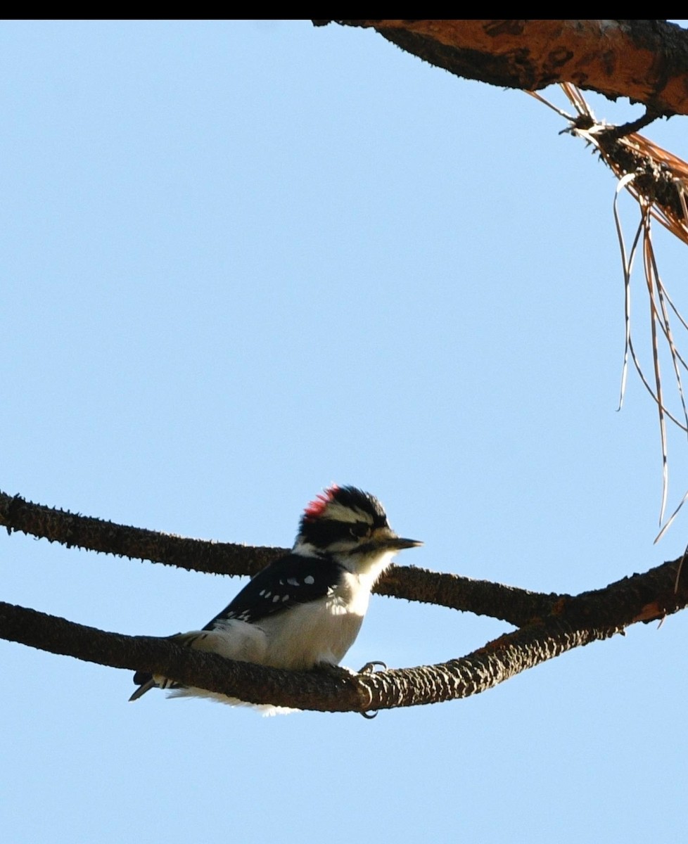 Downy Woodpecker - ML609729598