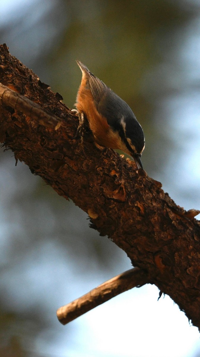 Red-breasted Nuthatch - ML609729612