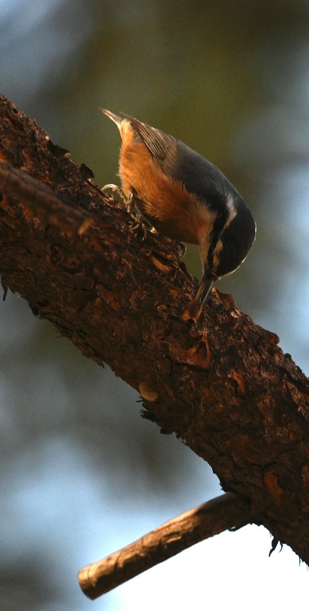 Red-breasted Nuthatch - ML609729613