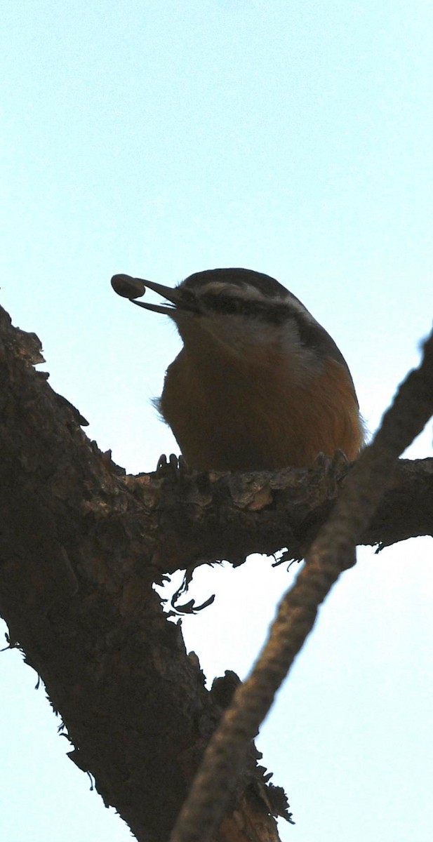 Red-breasted Nuthatch - ML609729619