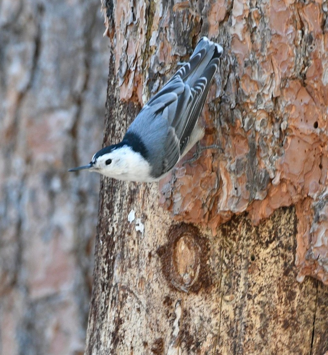 White-breasted Nuthatch - ML609729622