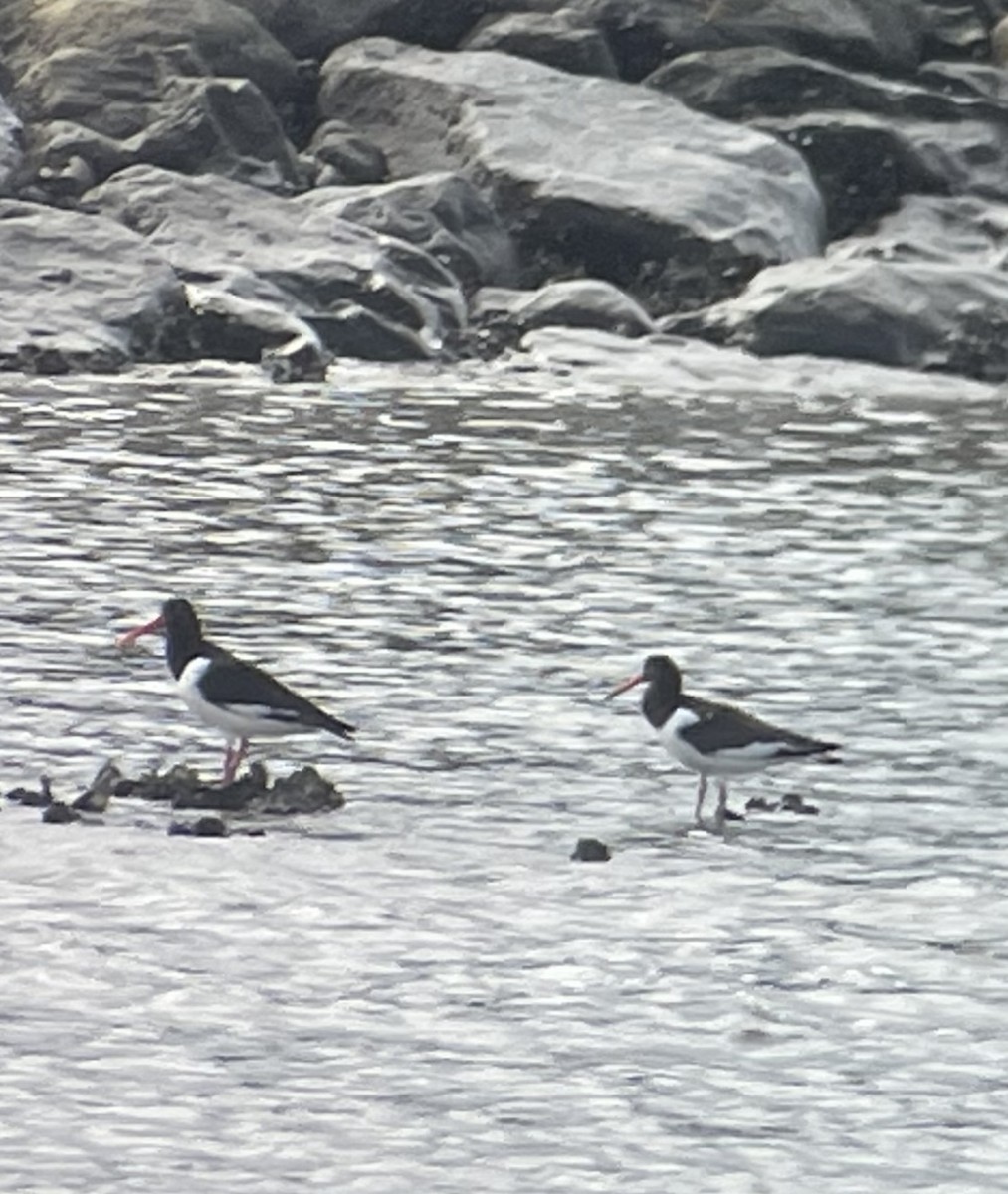 Eurasian Oystercatcher - Anonymous