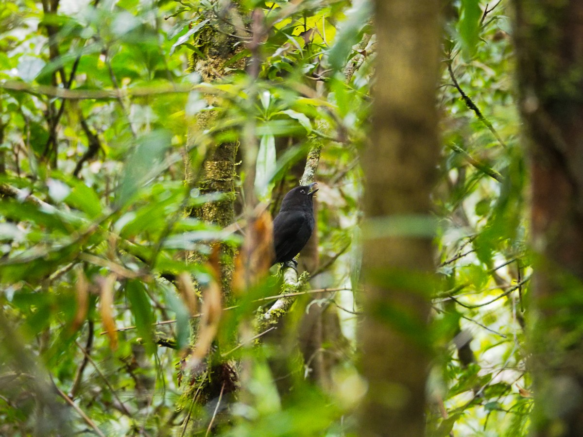 Black Pitohui - ML609729674