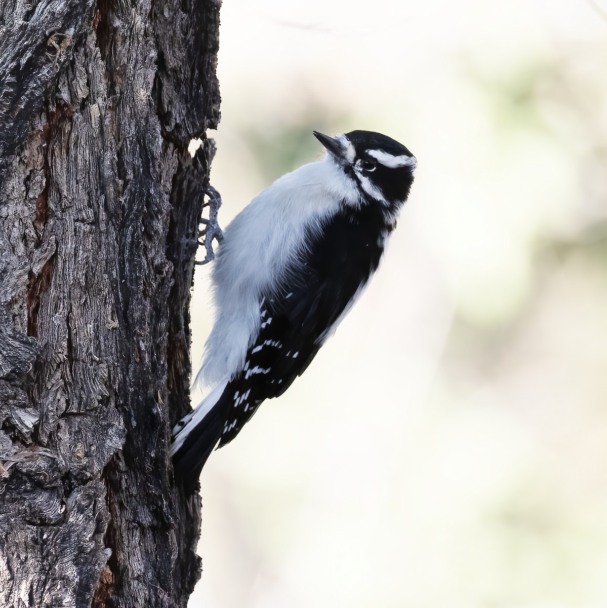 Downy Woodpecker - ML609729874