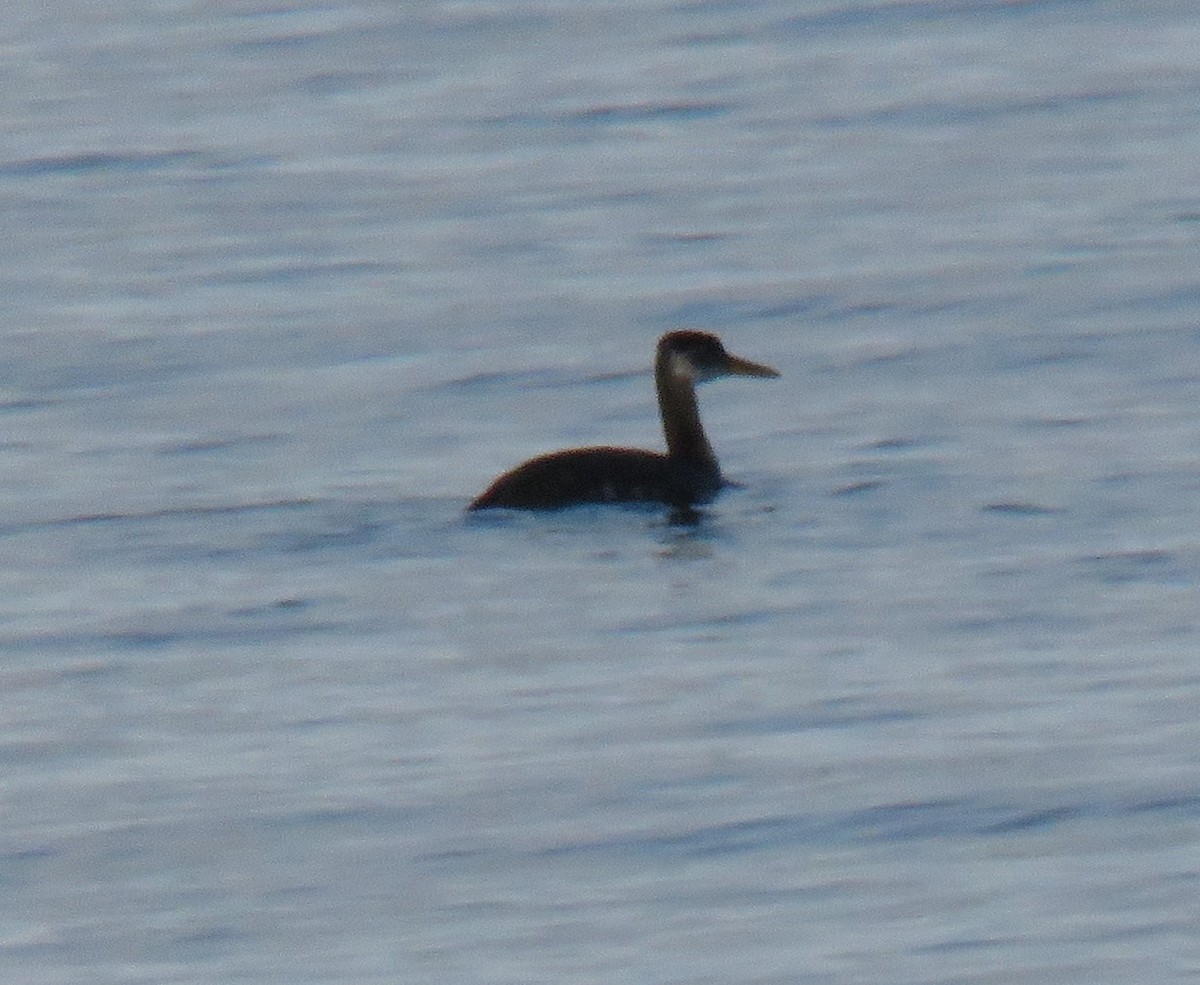 Red-necked Grebe - ML609729917