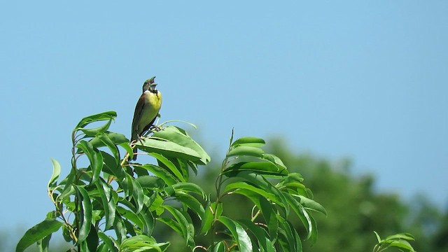 Dickcissel d'Amérique - ML609729918