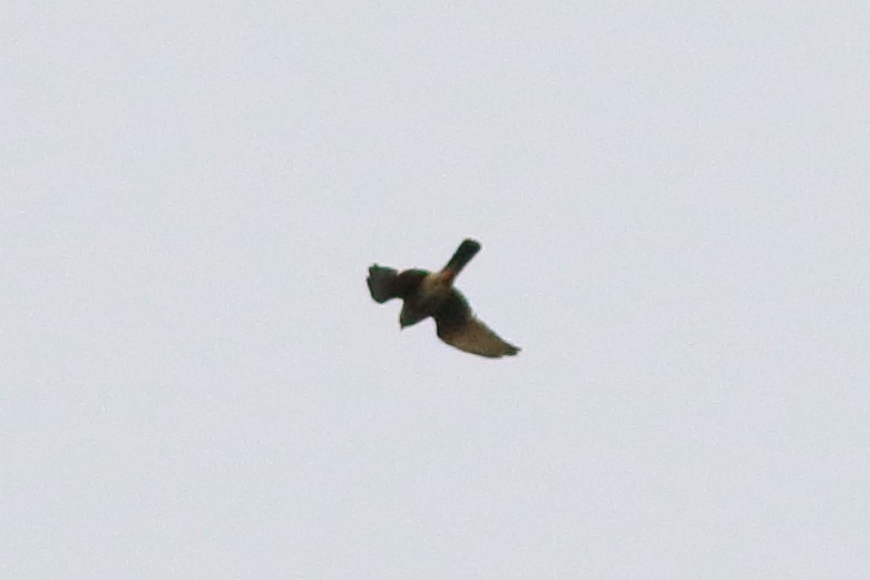 Sharp-shinned Hawk - Jake Cvetas