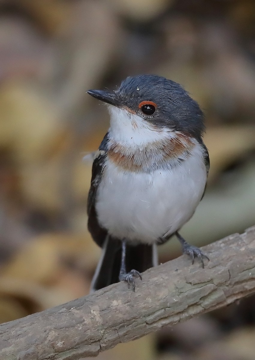 Brown-throated Wattle-eye - ML609729942