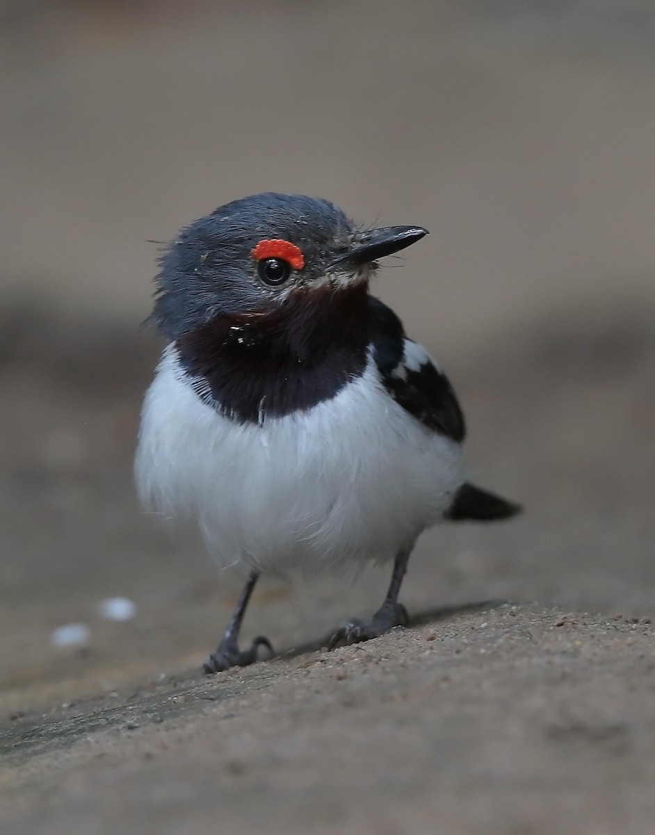 Brown-throated Wattle-eye - ML609729943