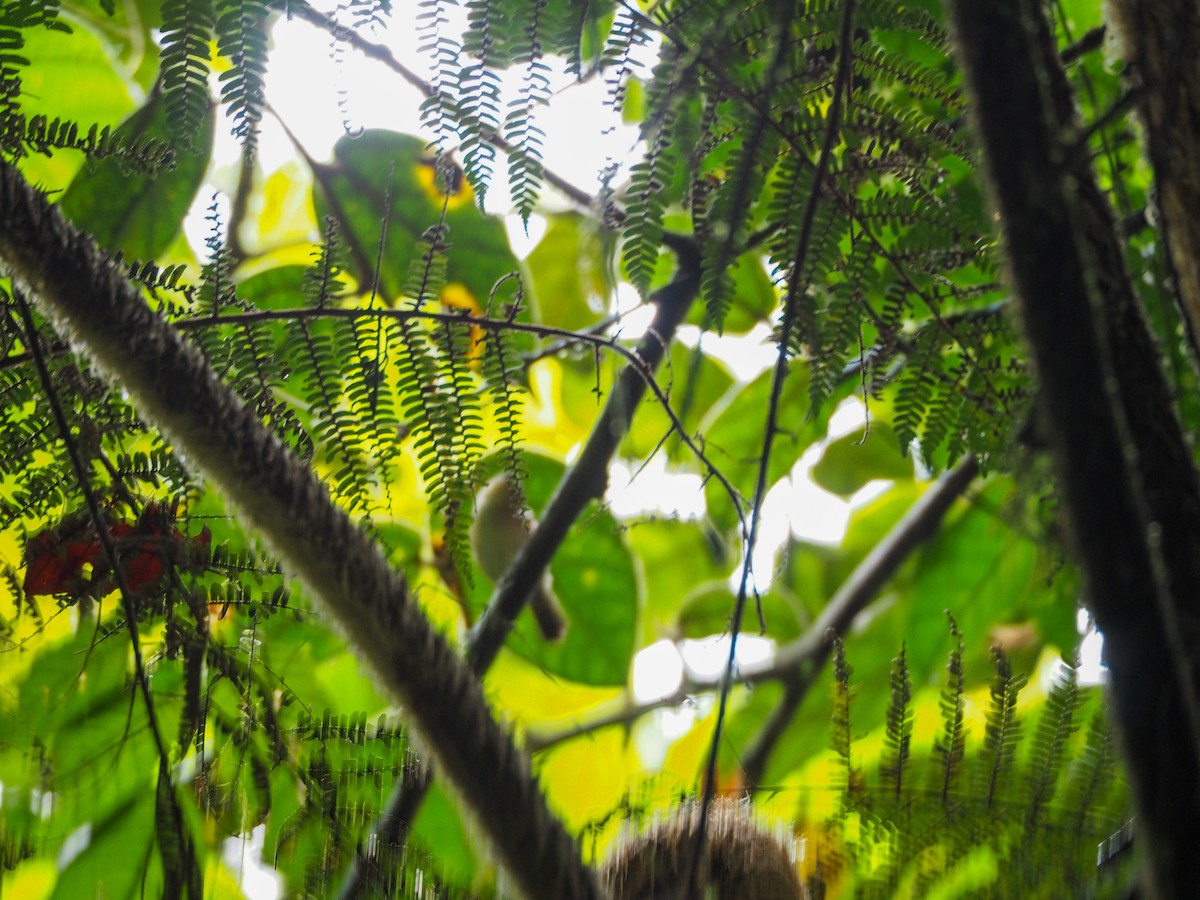 Yellow-bellied Gerygone - ML609729953