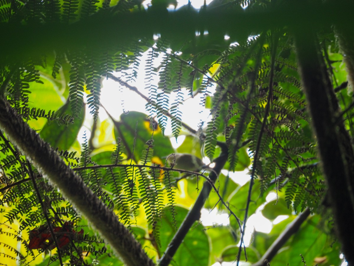 Yellow-bellied Gerygone - ML609729954