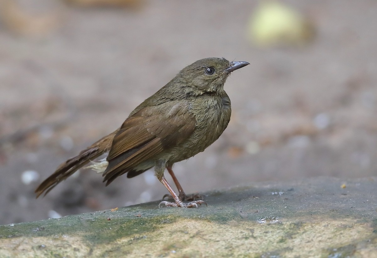 Little Greenbul - ML609729959