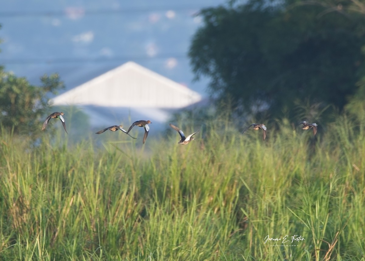 Blue-winged Teal - Jerome Foster