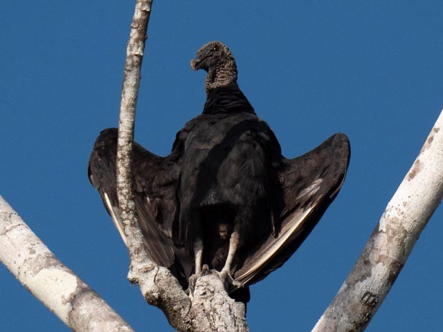 Black Vulture - ML609730070