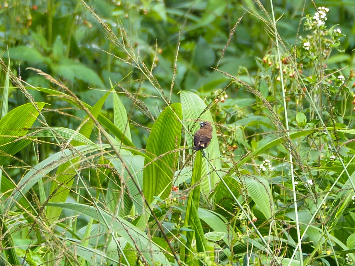 Streak-headed Munia - ML609730089