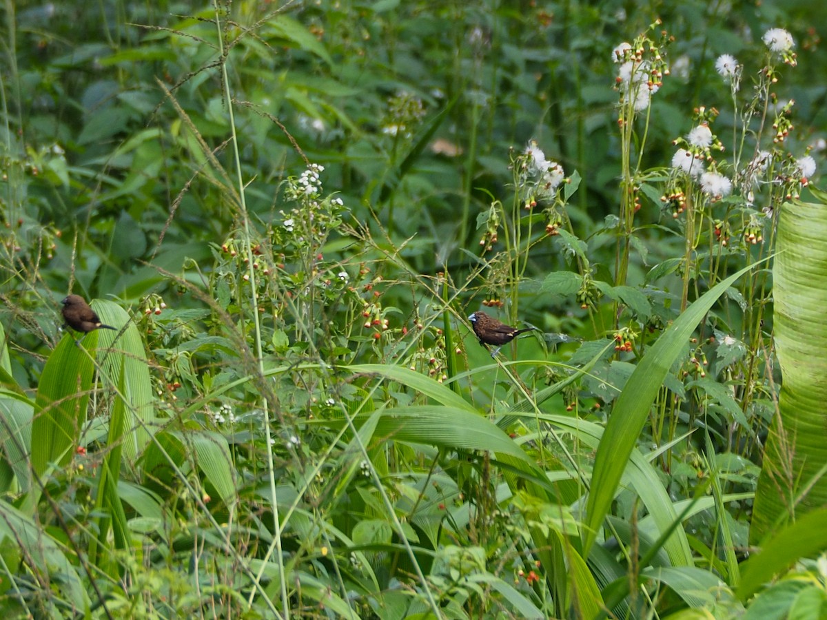 Streak-headed Munia - ML609730090