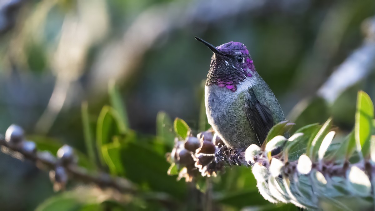 rødmaskekolibri - ML609730091