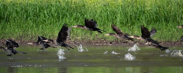 Neotropic Cormorant - ML609730112