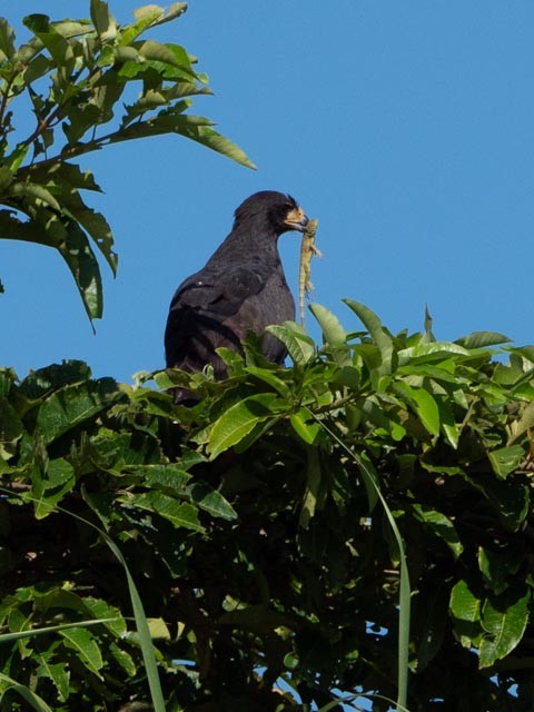 Great Black Hawk - ML609730134