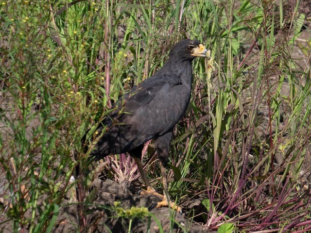 Great Black Hawk - ML609730146