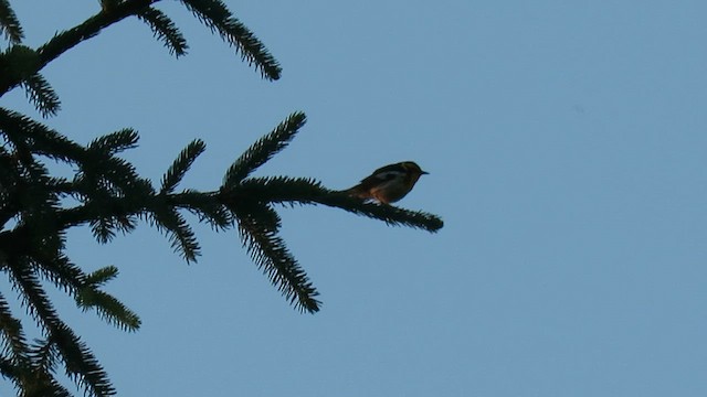 Blackburnian Warbler - ML609730148