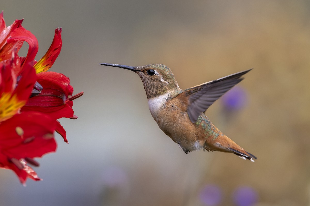 Rufous Hummingbird - ML609730154