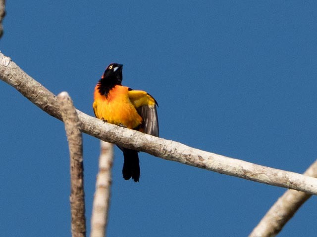 Orange-backed Troupial - ML609730172