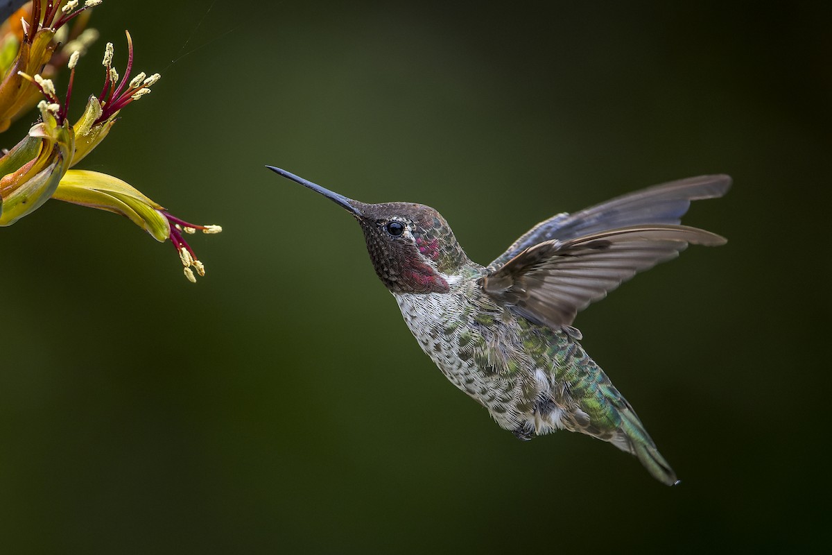 Anna's Hummingbird - ML609730186