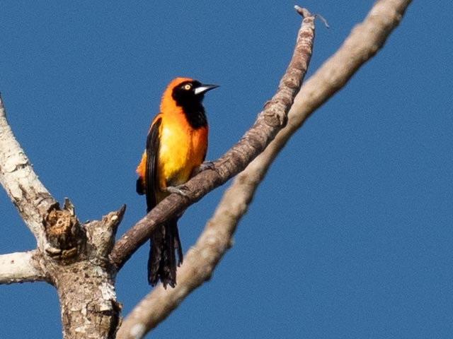 Orange-backed Troupial - ML609730233