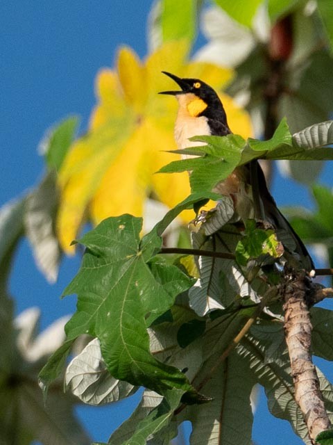 Black-capped Donacobius - ML609730344