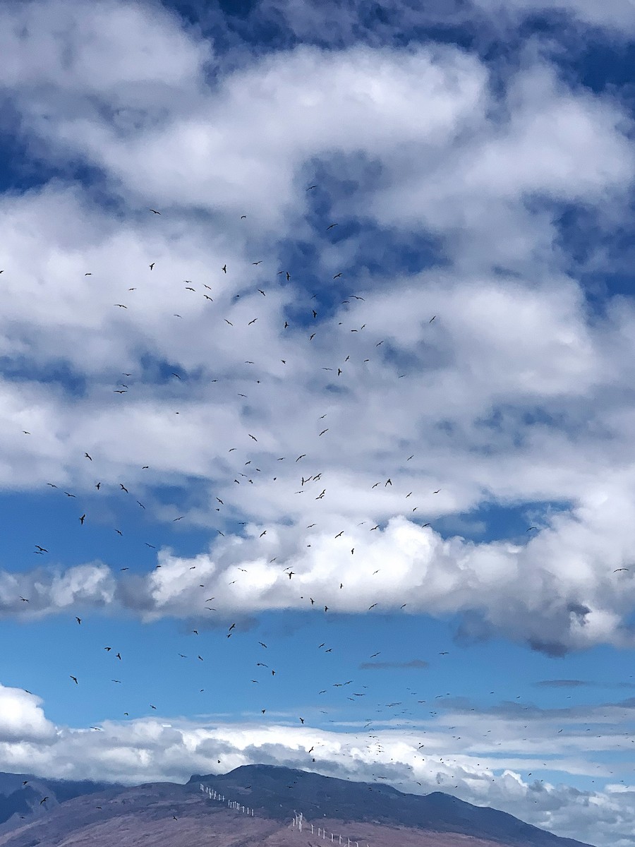 Great Frigatebird - ML609730359