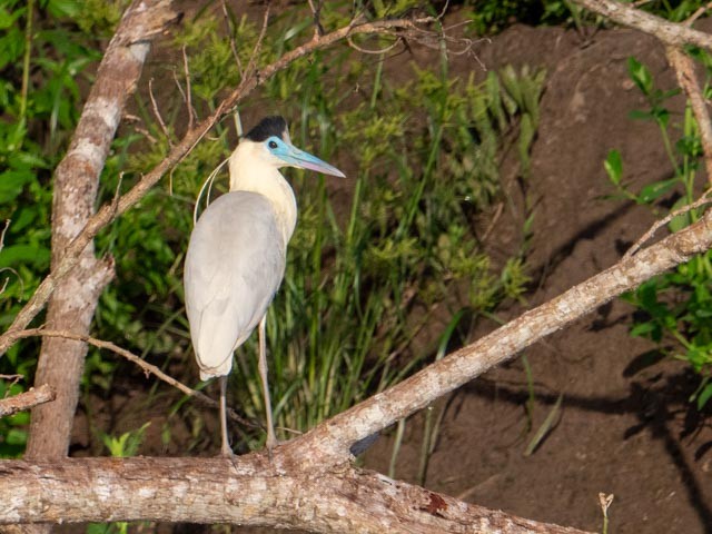 Capped Heron - ML609730367