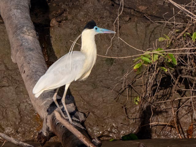 Capped Heron - ML609730369