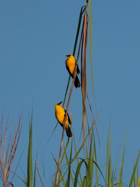 Oriole Blackbird - ML609730449