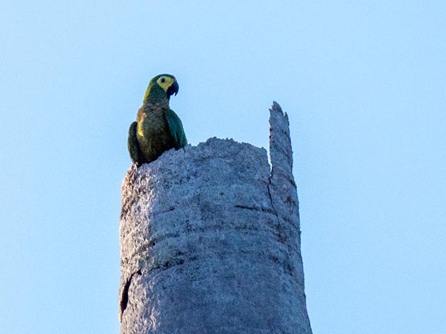 Red-bellied Macaw - ML609730500