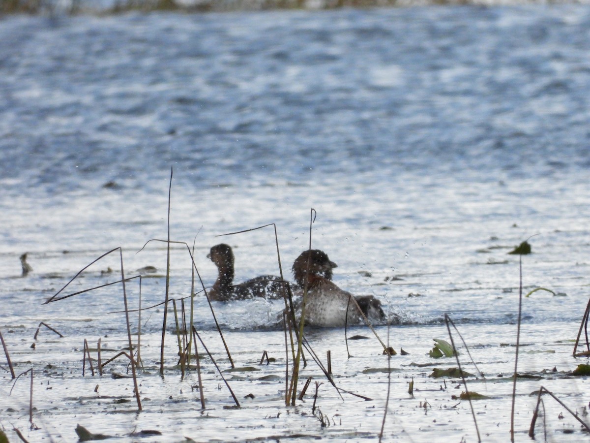 Pied-billed Grebe - ML609730567