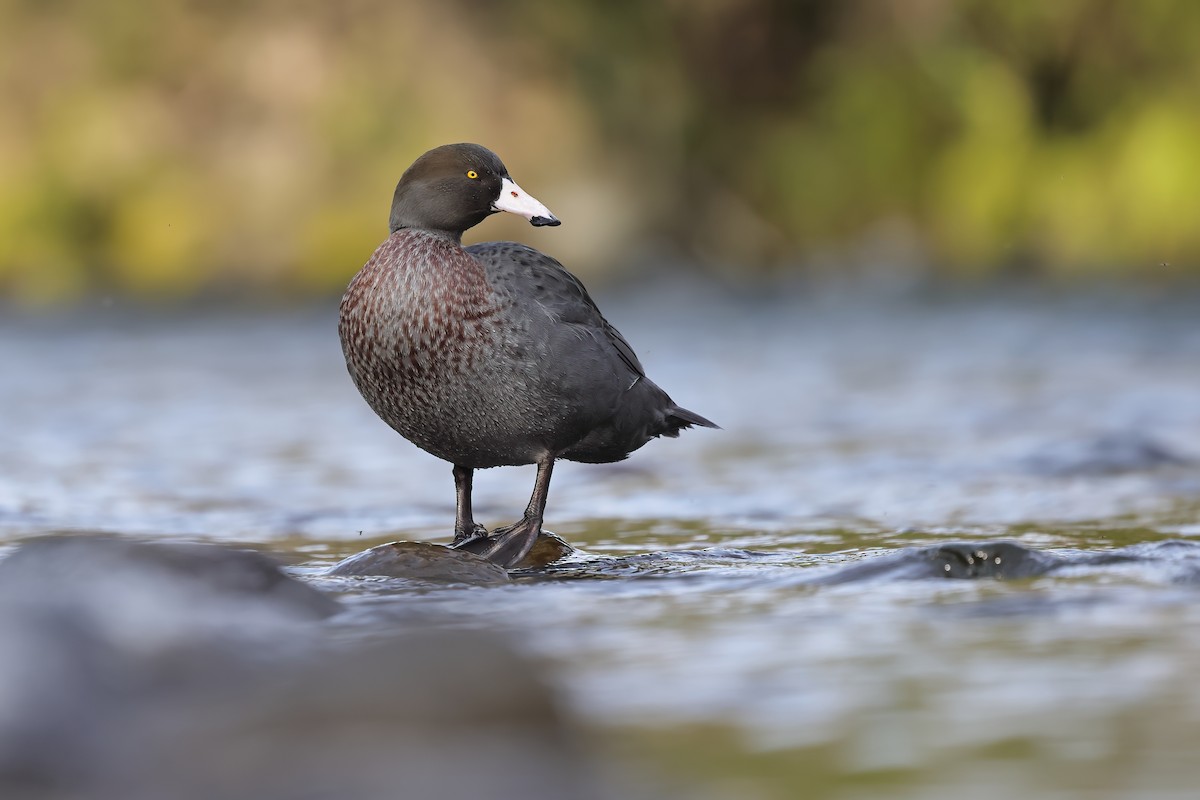 Blue Duck - Jeran Lin