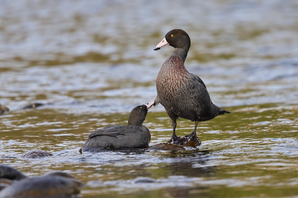 Blue Duck - Jeran Lin