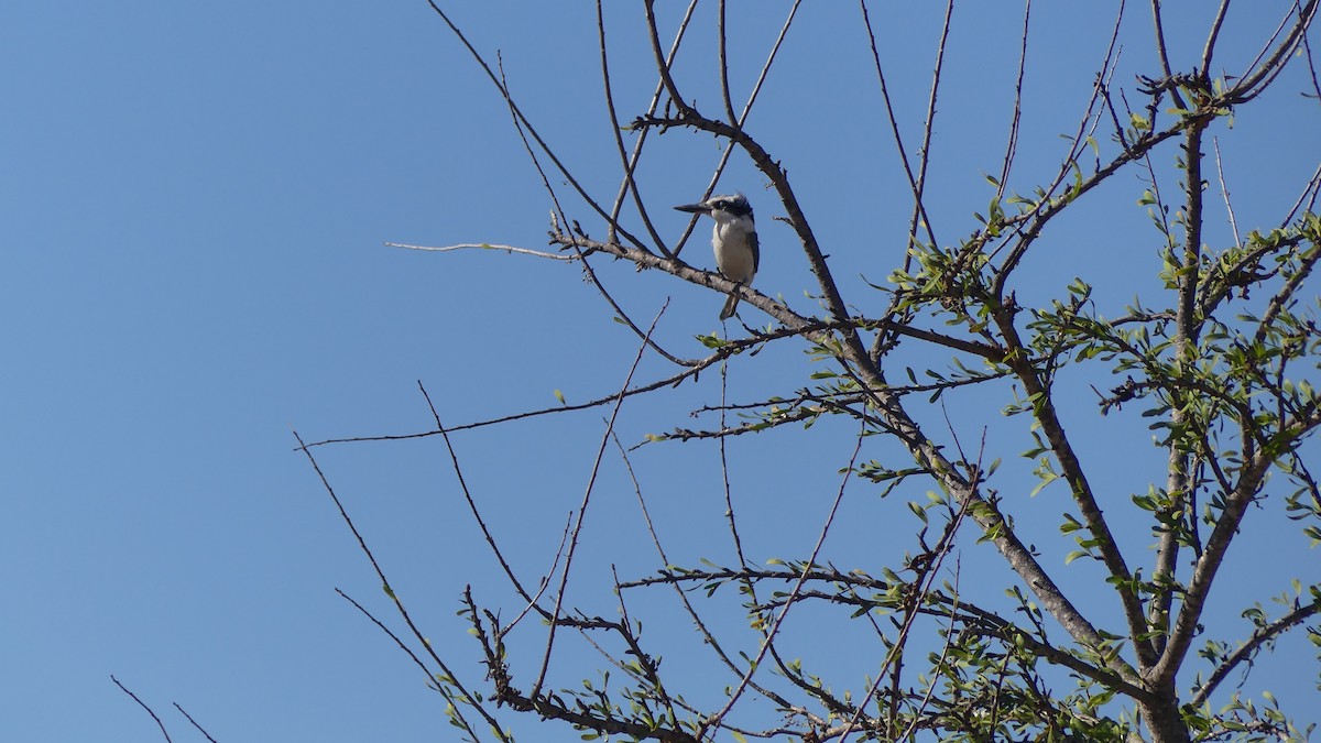 Red-backed Kingfisher - ML609730742