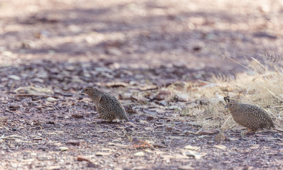 Brown Quail - Geoff Dennis