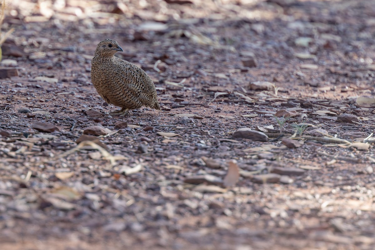 Brown Quail - Geoff Dennis