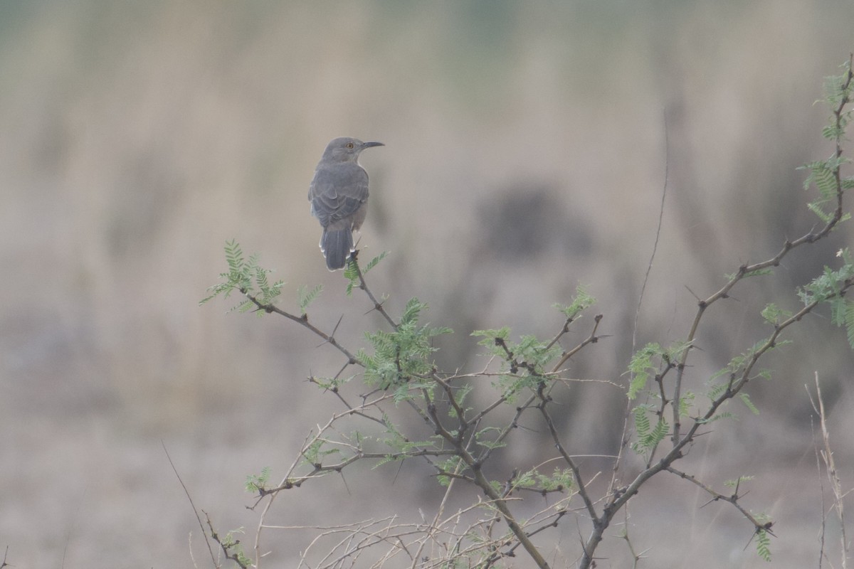 Bendire's Thrasher - ML609730837