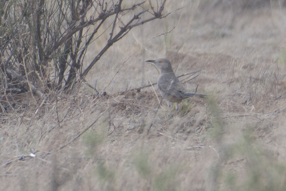 Bendire's Thrasher - ML609730839