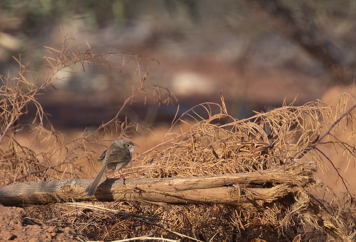 Red-backed Fairywren - ML609730866