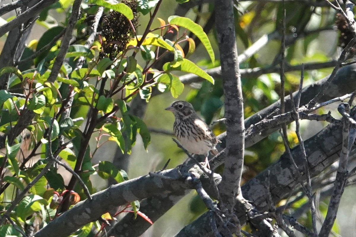 Vesper Sparrow - ML609730870