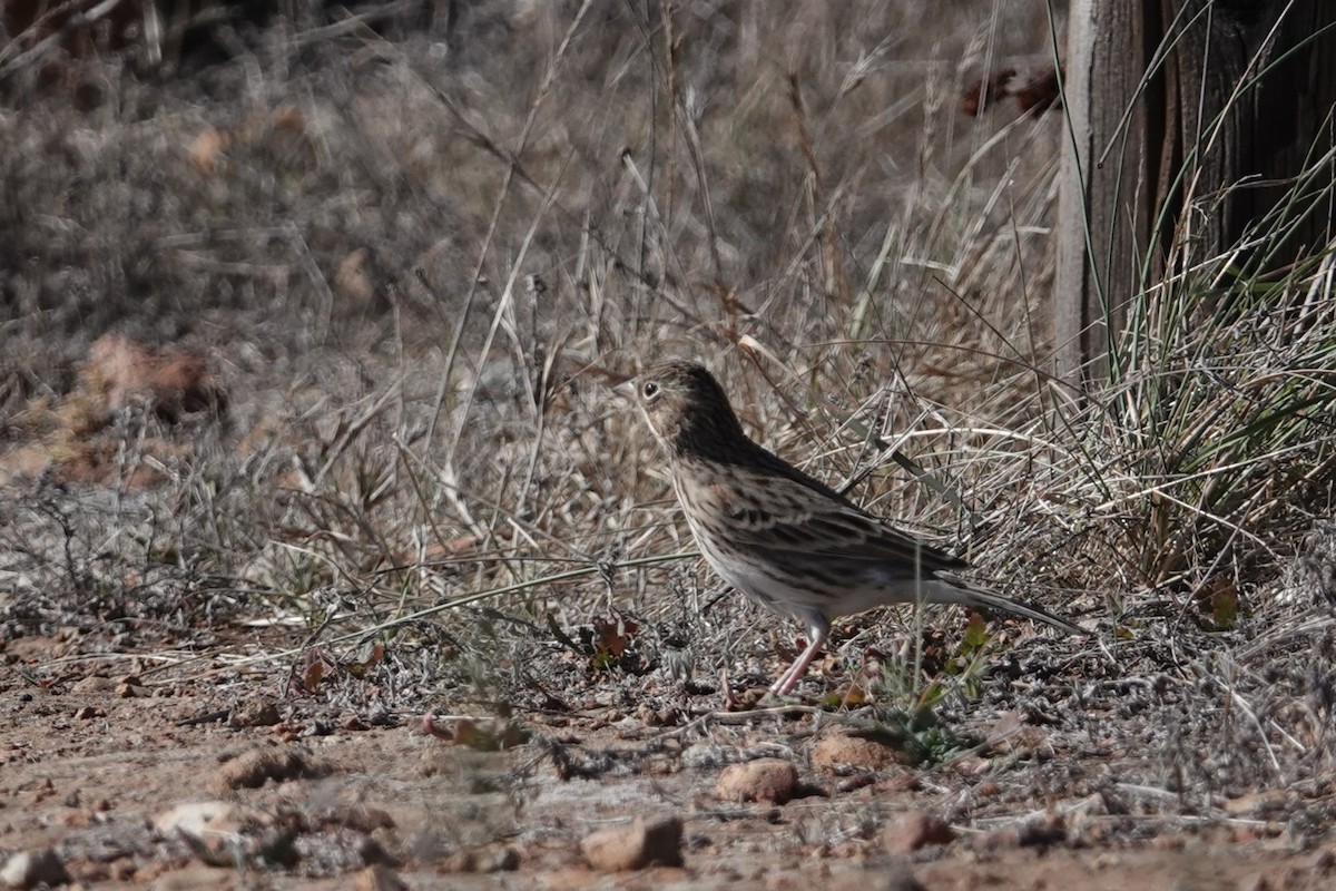 Vesper Sparrow - ML609730871