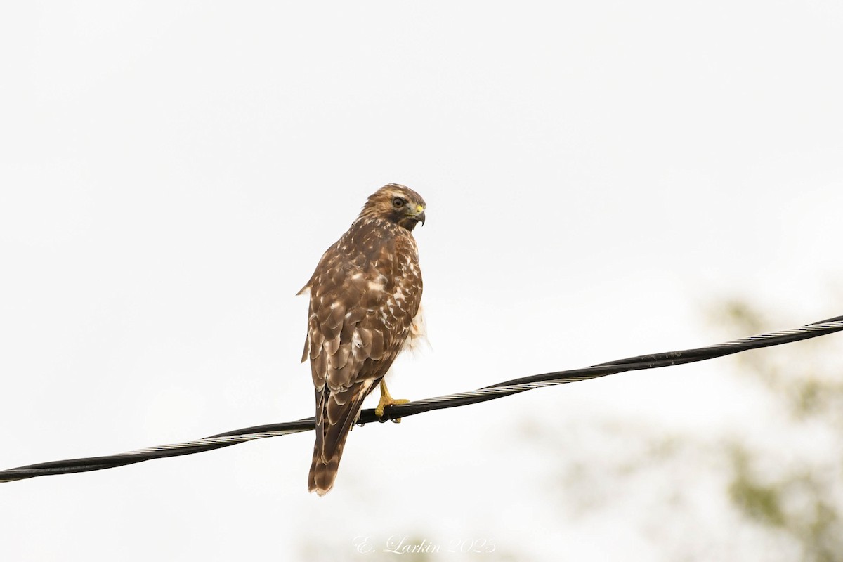 Red-shouldered Hawk - Emily Larkin