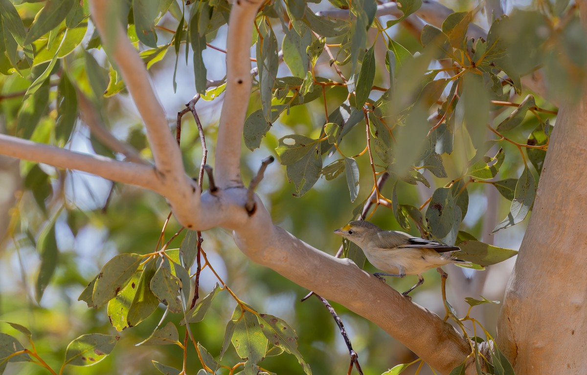 Striated Pardalote - ML609730913