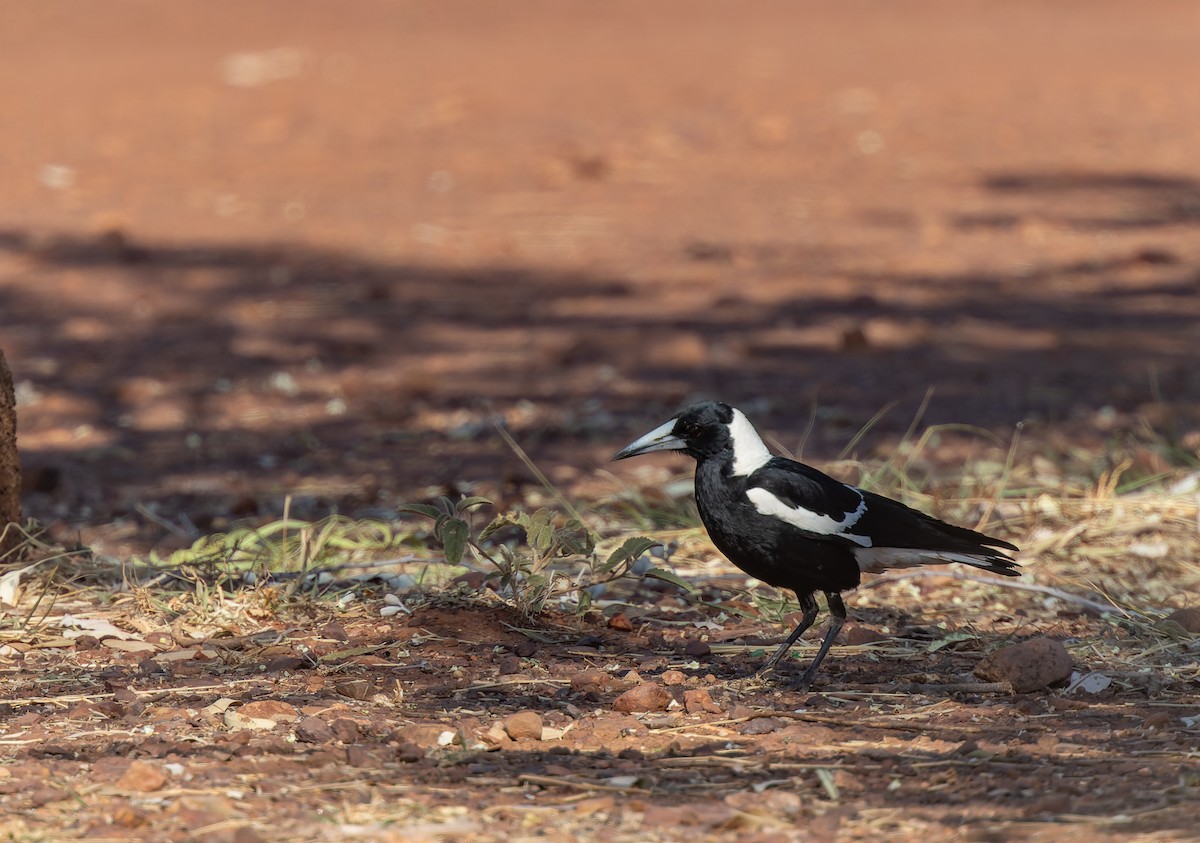 Australian Magpie - ML609730938